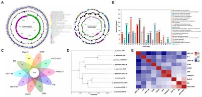 Complete genome sequence and anti-obesity potential of Lactiplantibacillus plantarum HOM2217 in 3T3-L1 cells and high-fat diet-fed rats